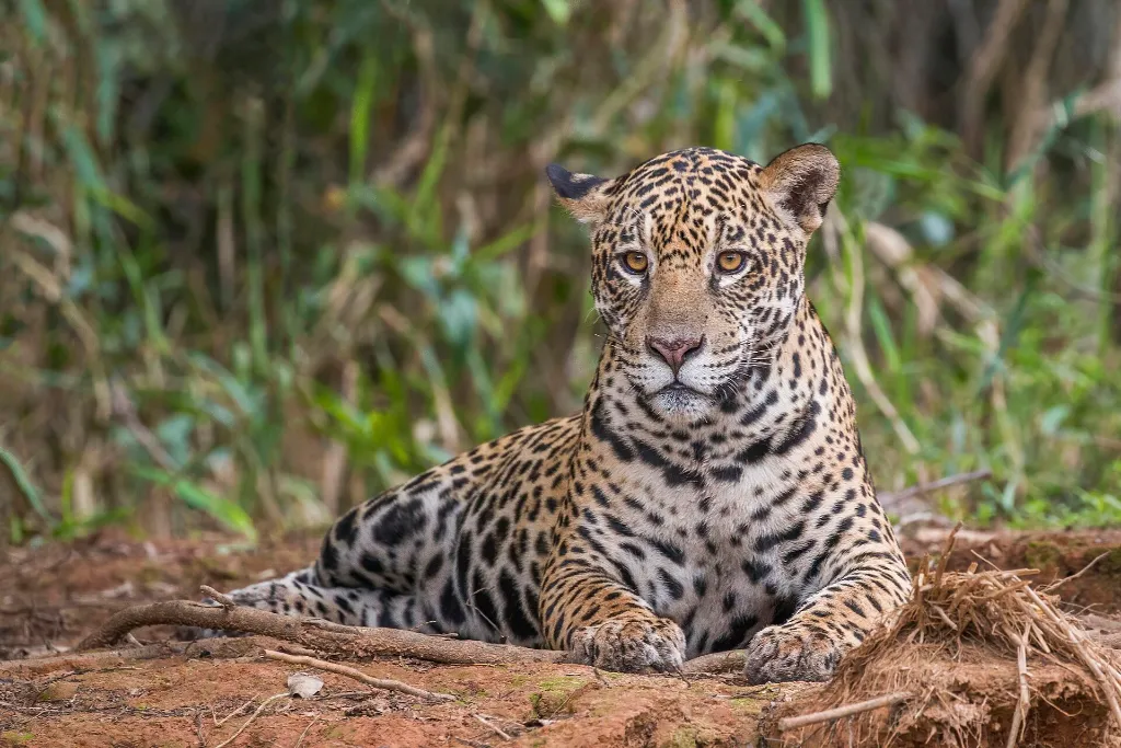 Un yaguareté mirando de frente